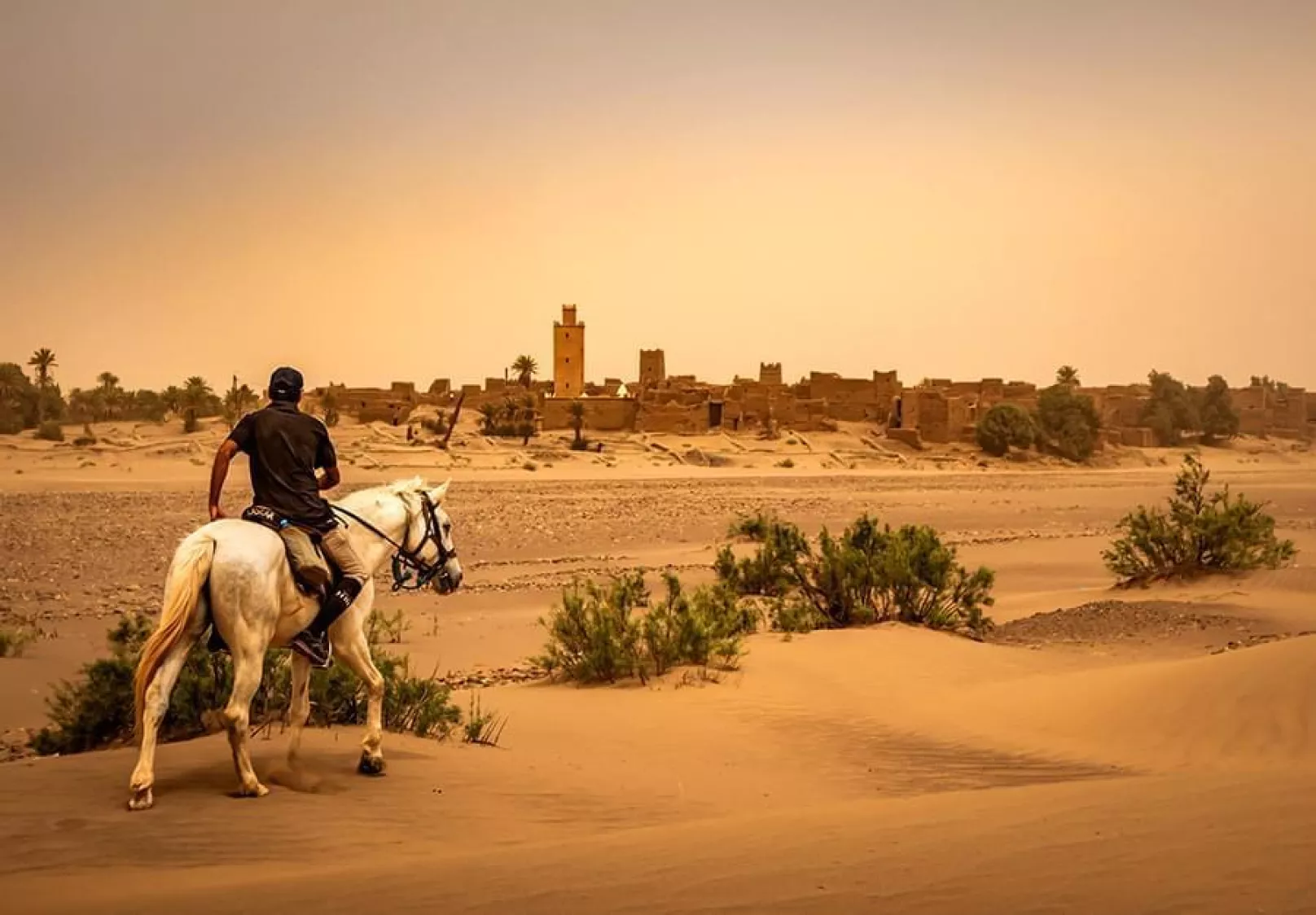 Horseback riding in the Palmeraie - Montagne sahara