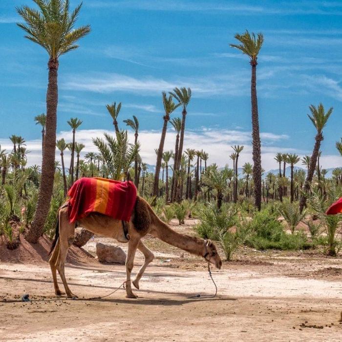 Camel Ride in the Palmeraie
