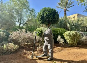 Buisson-au-Maroc1