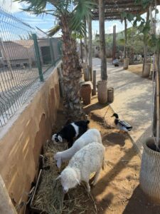 PHOTO-2026-02-09-13-18-18