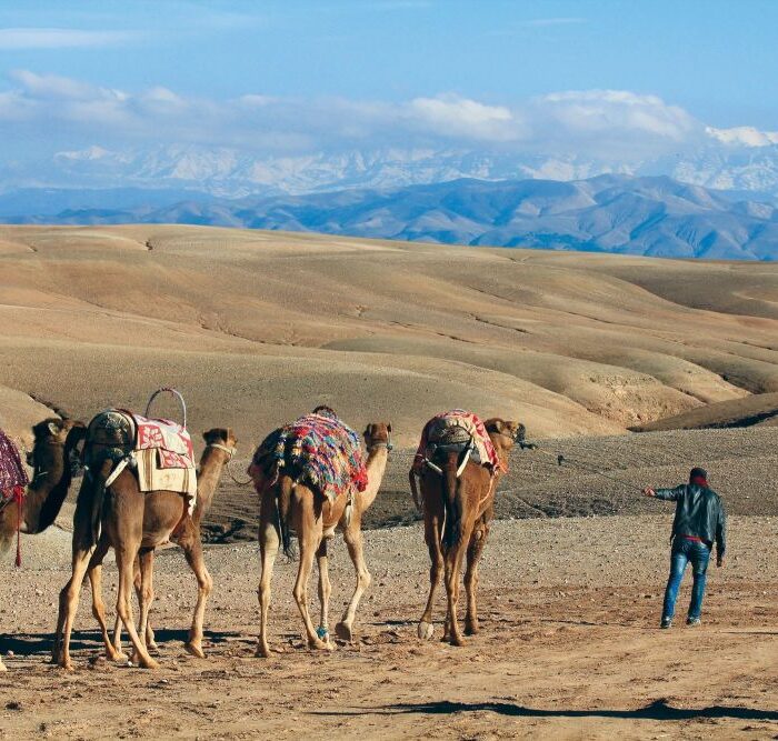 Quad + Camel + Dinner at Agafay