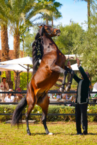 Brunch - Parade (1)